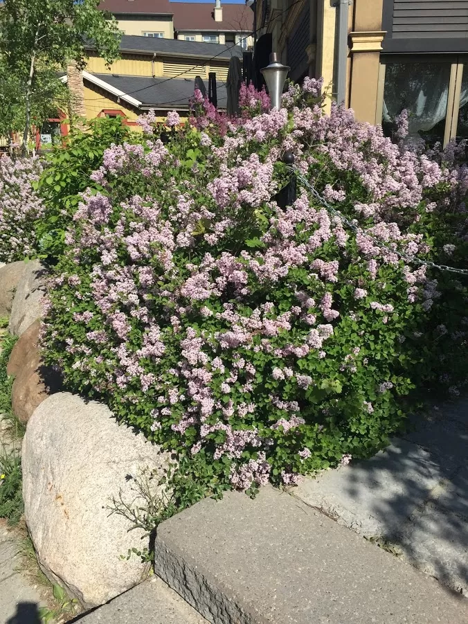 Right time to visit to The Blue Mountains, Ontario? 4 view-while-going-up